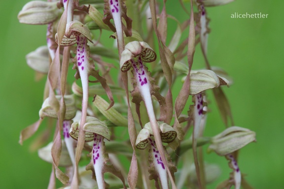 Bocks-Riemenzunge (Himantoglossum hircinum)